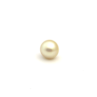 South Sea Gold S/Barq 11.9 WG2