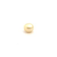 South Sea Gold S/Barq 11.0 WG3