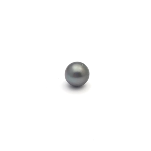 Black South Sea Button 11.3 B+